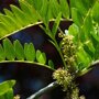 Valse christusdoorn (Gleditsia triacanthos ‘Rubylace’) bloemen